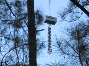 CrawSat III In Tree